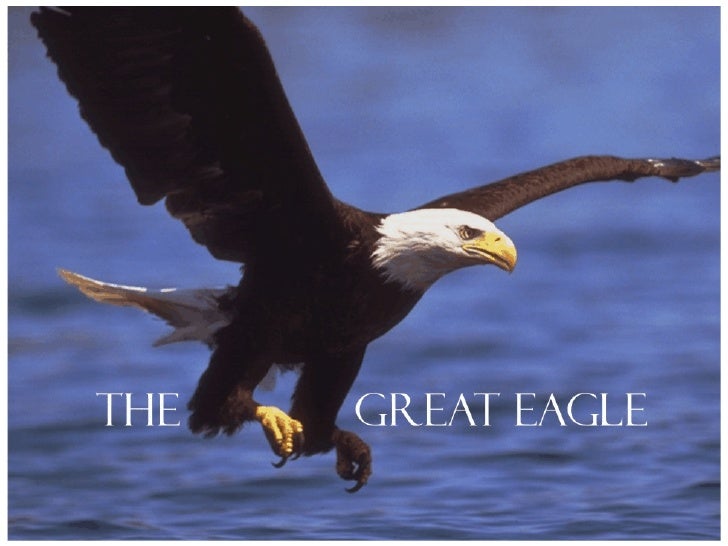 Great eagle how to trade forex minimum para yatrma